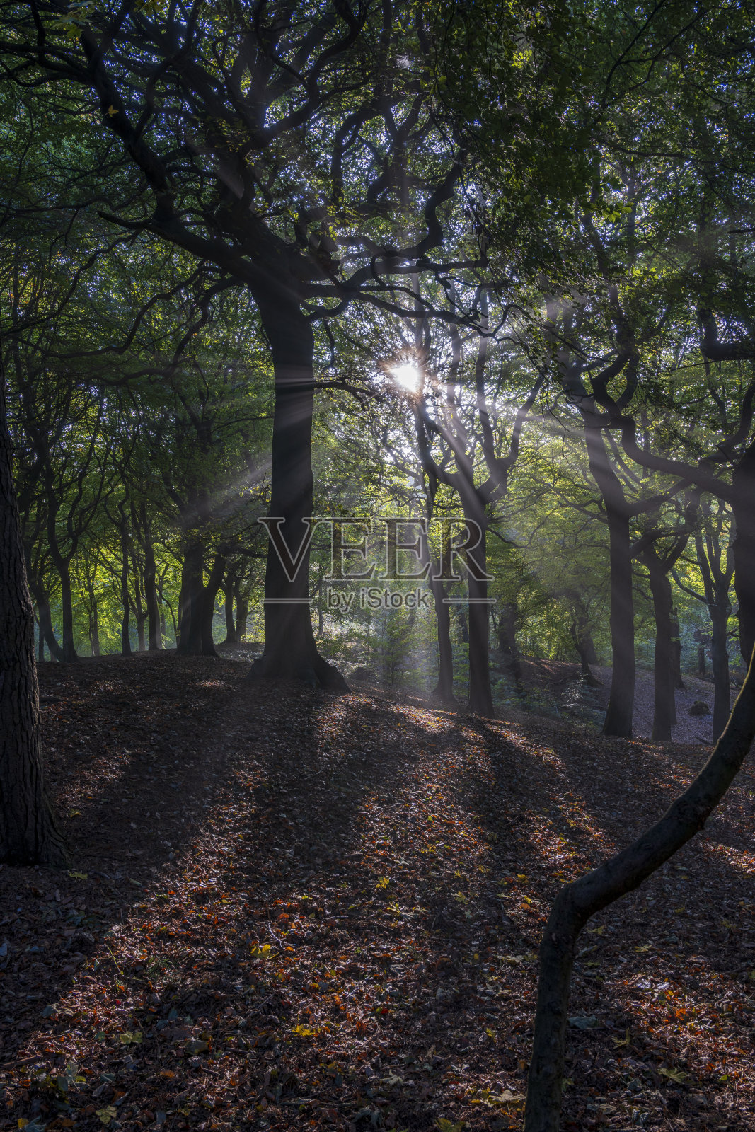 坦德尔山乡村公园的初秋照片摄影图片