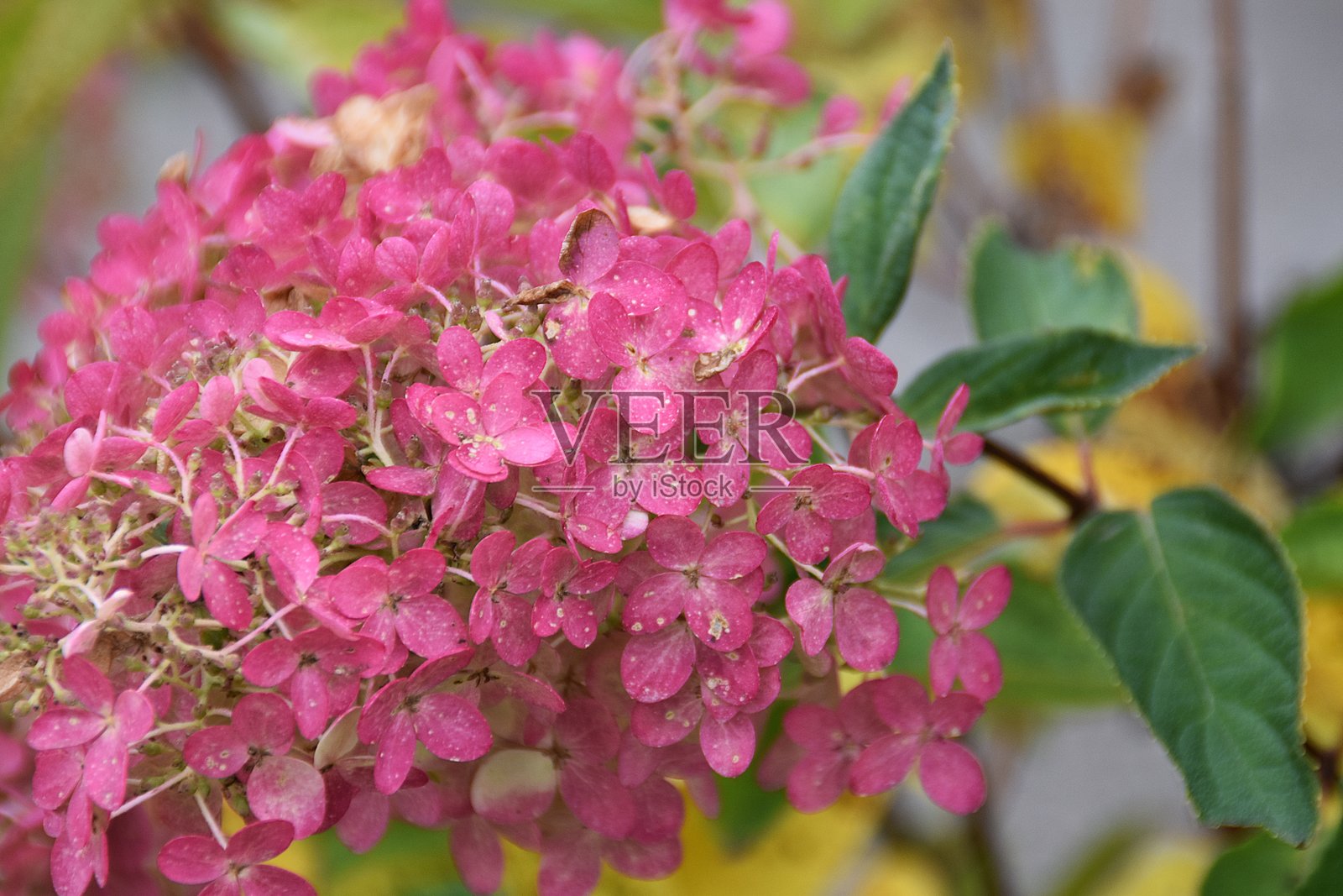 粉色绣球花照片摄影图片