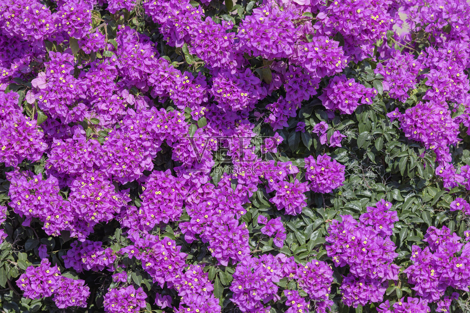 巨大的九重葛开花灌木,紫色花朵的观赏植物。这种异国情调的植物是地中海国家的典型代表。照片摄影图片