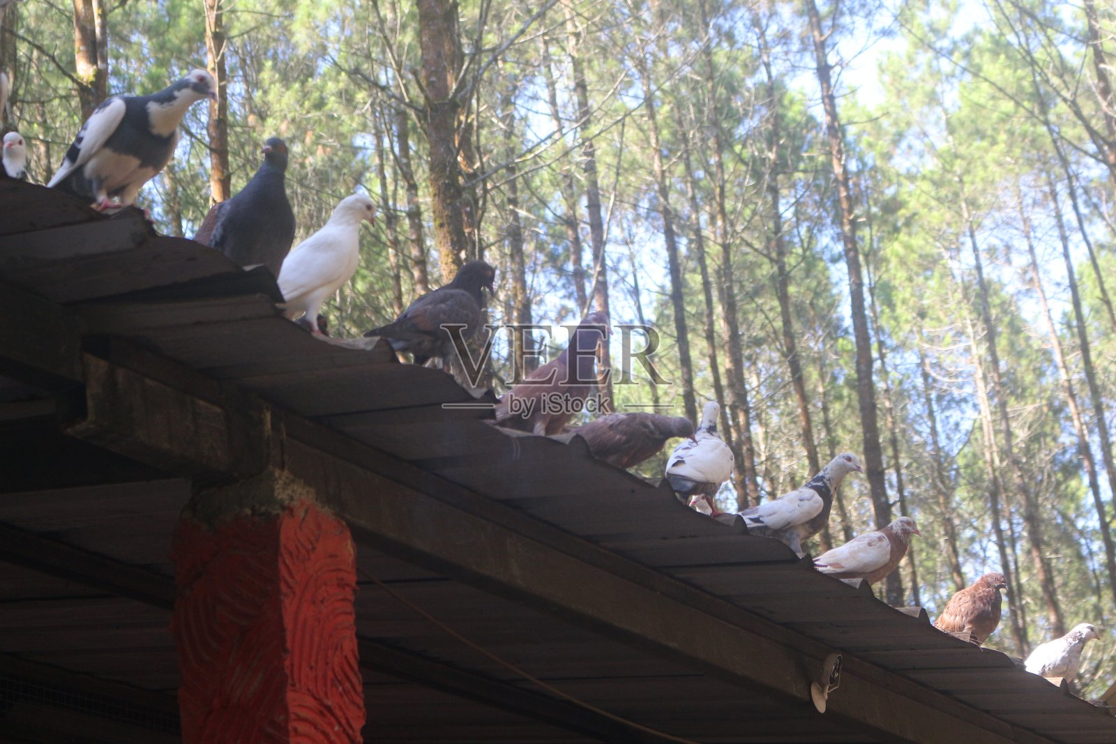信鸽在松林屋顶上休憩:一幅宁静的禽鸟安详景象照片摄影图片