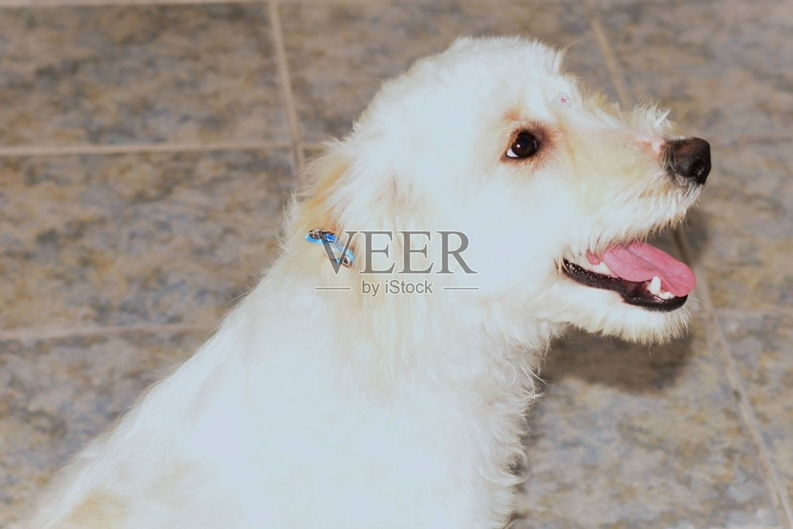 一只毛茸茸的混种狗的快乐时光。照片摄影图片