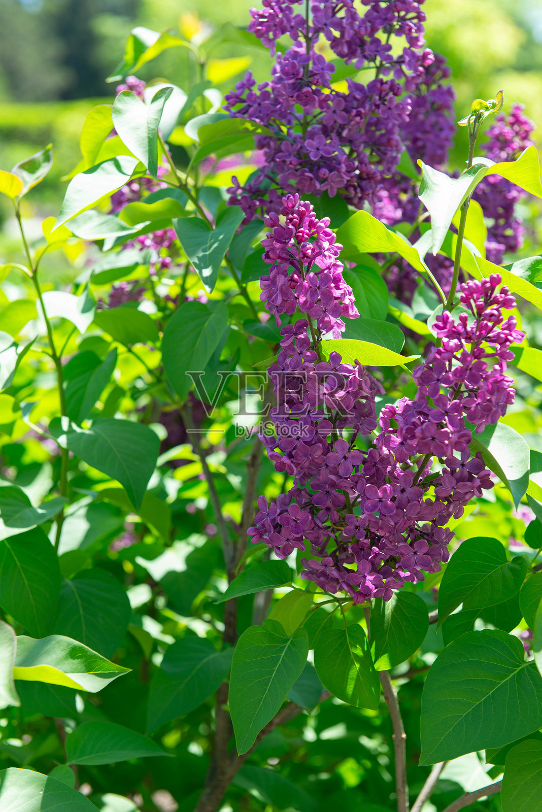 春日花园里阳光明媚的丁香花盛开照片摄影图片