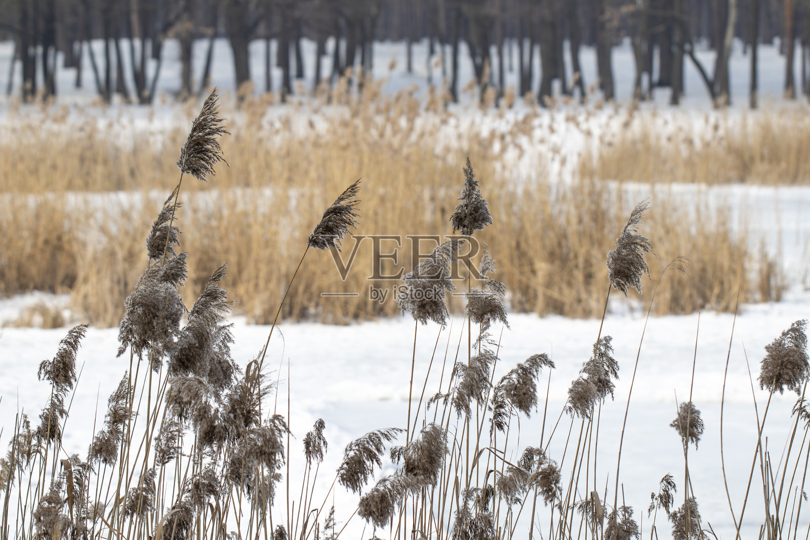 冬季,高大干枯的芦苇在霜冻的覆盖下,静静地伫立在冰封雪盖的湖泊旁。这宁静的场景捕捉了寒冷、沉寂的自然风光之美,远处是森林。照片摄影图片
