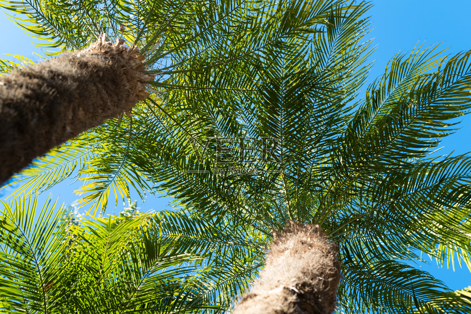 棕榈树纹理。椰子棕榈树,美丽的や热带纹理,阳光照耀在抽象的背景天空上。照片摄影图片