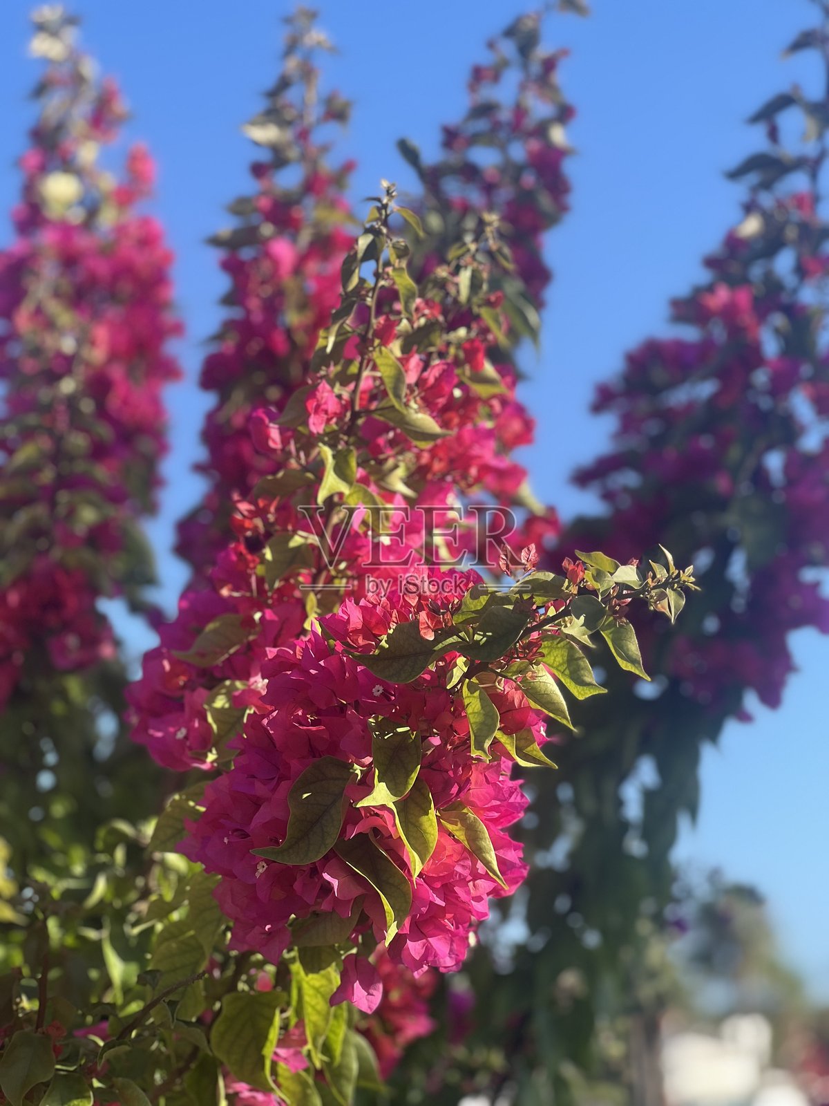 三角梅照片摄影图片