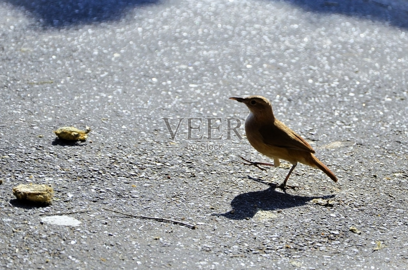 一只红灶鸟(Furnarius rufus)在沥青路上行走照片摄影图片