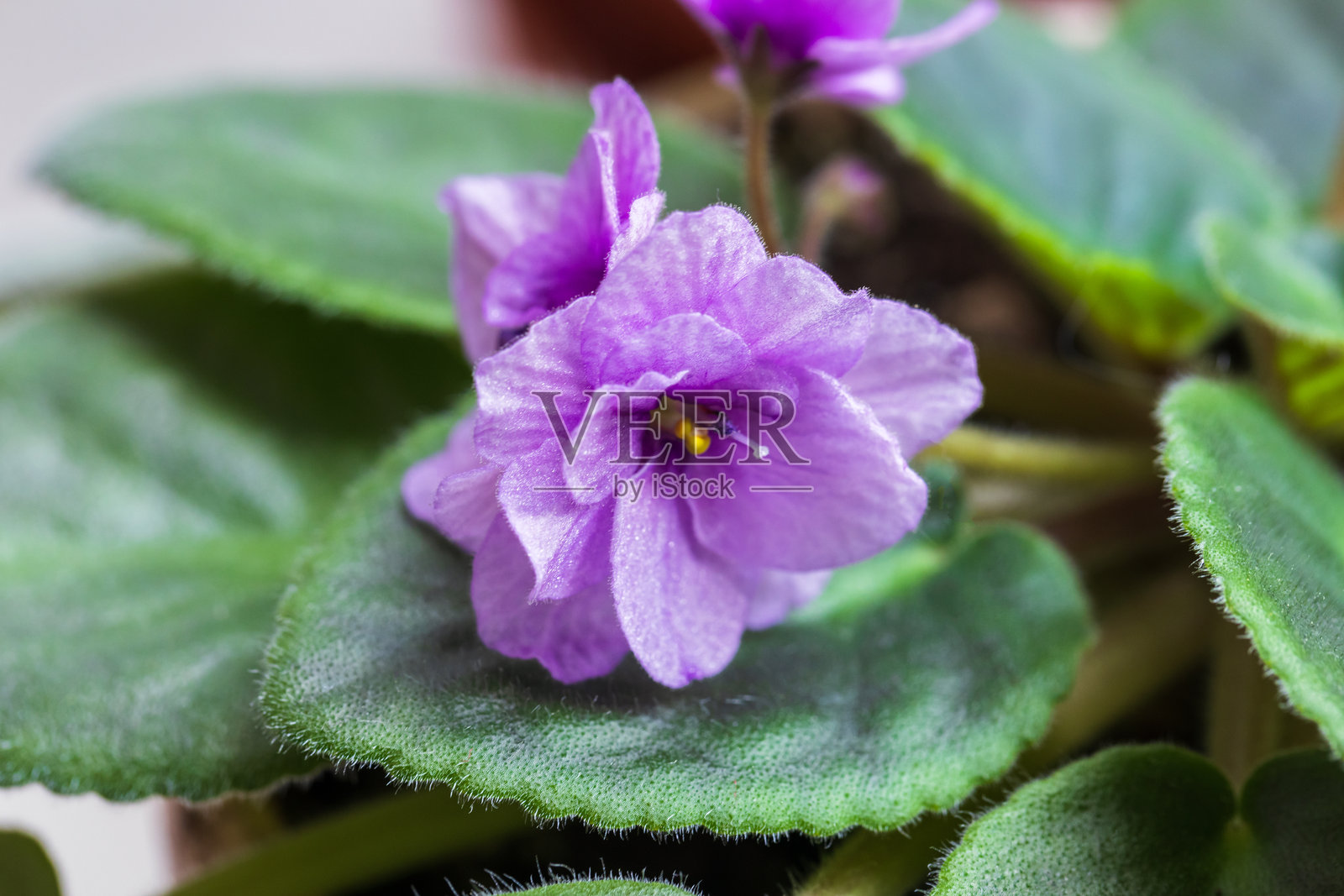 阳光下特写的一株充满活力的紫色非洲紫罗兰花照片摄影图片