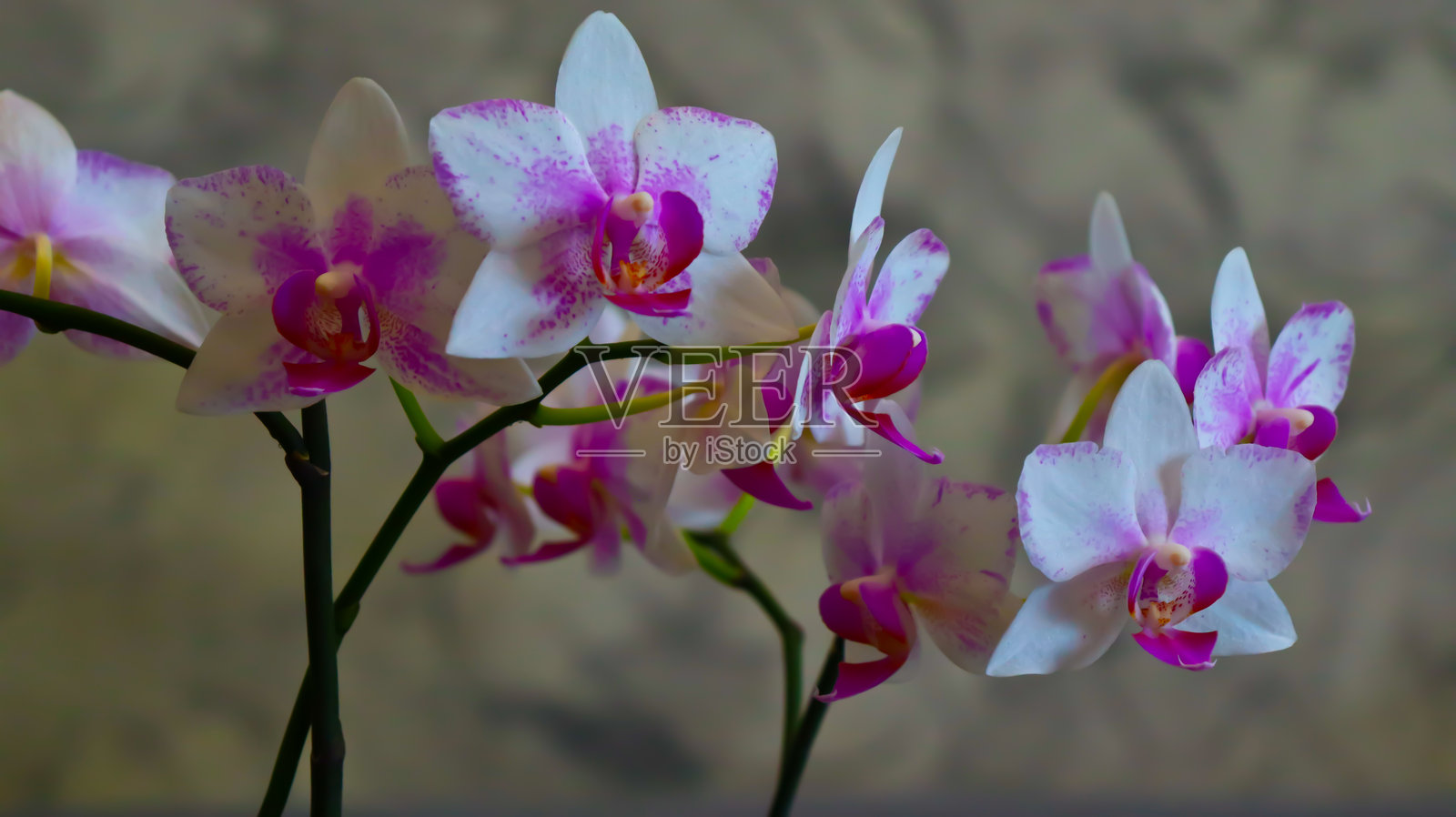 蝴蝶兰。明亮、美丽的花朵特写。一张照片里有多株蝴蝶兰。图片展示了多种颜色的盛开蝴蝶兰:白色、淡紫色、紫色和黄色。照片摄影图片