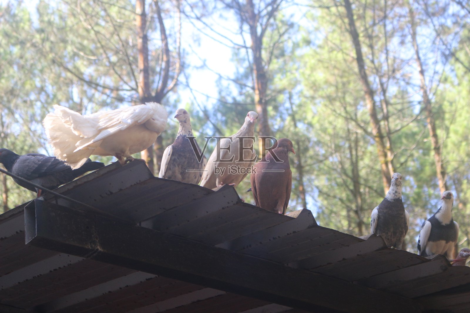 屋顶上成群的鸽子在树林间,宁静的森林景象照片摄影图片