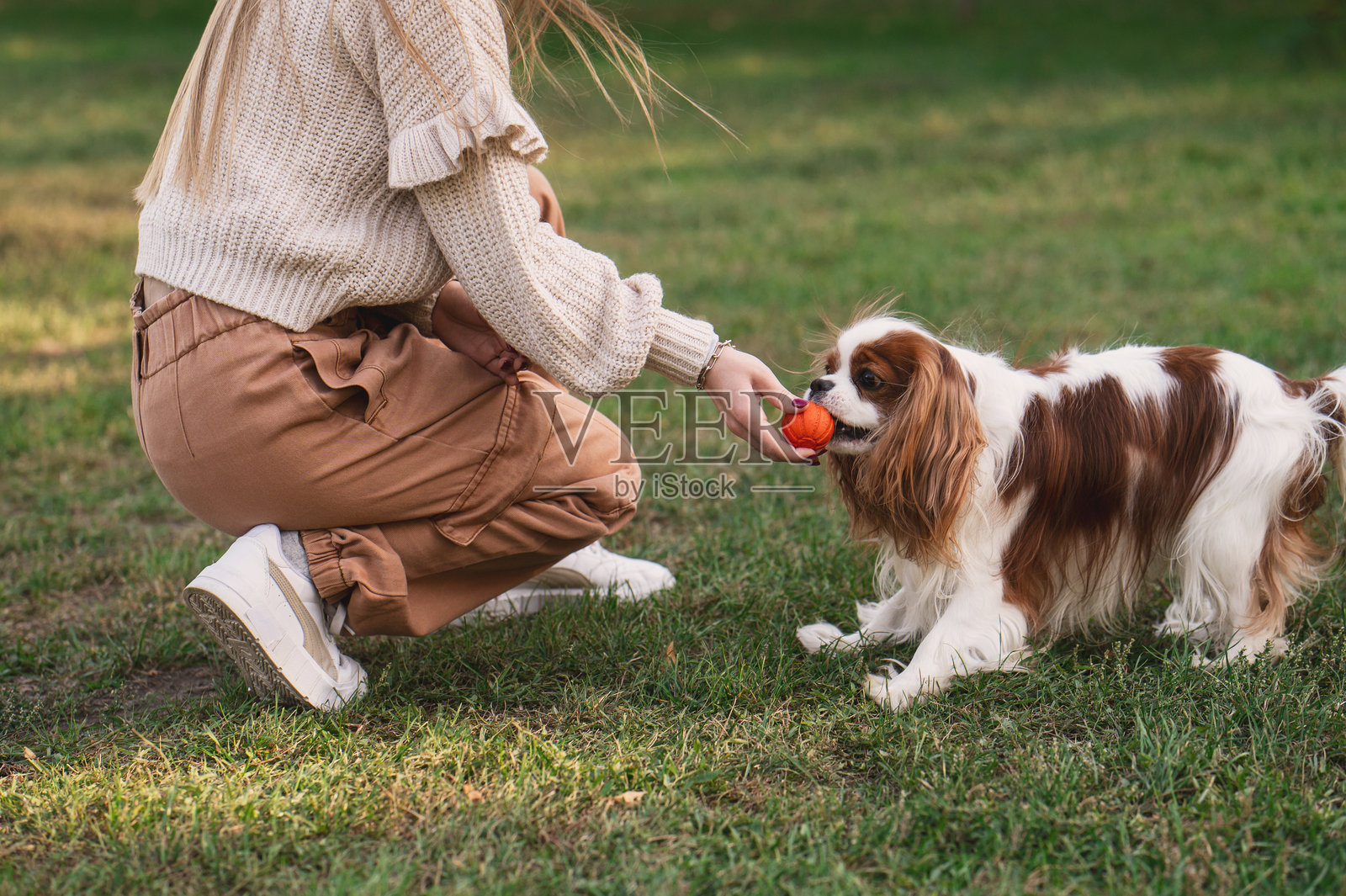 秋日公园里,一个小女孩和她的史宾格犬在玩球。照片摄影图片