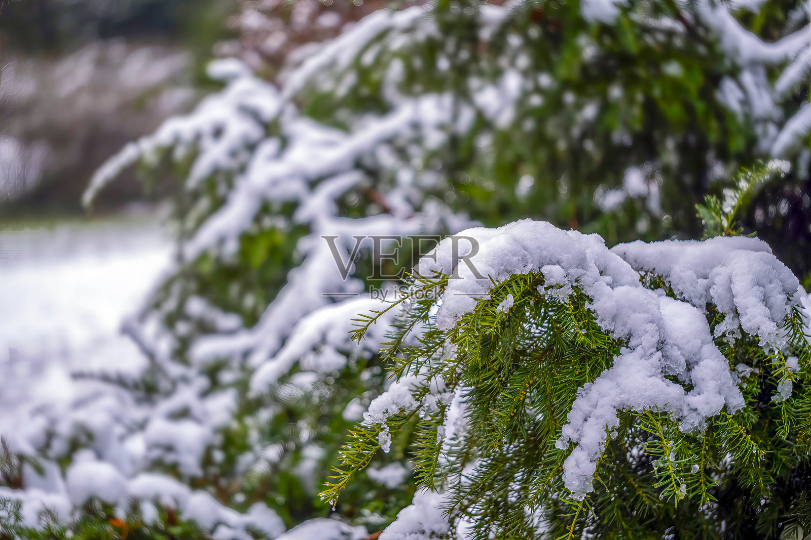 雪松圣诞树照片摄影图片