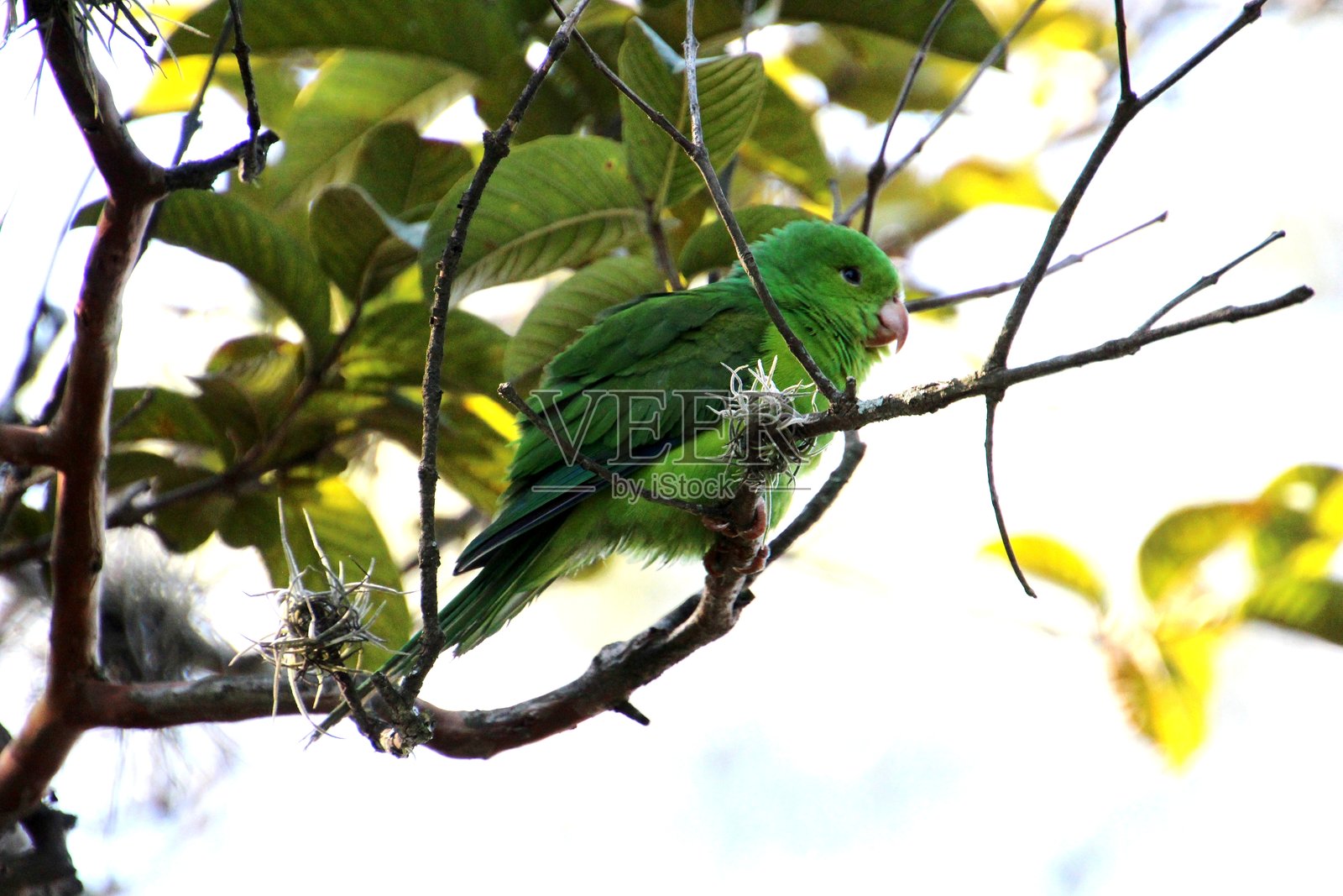 红臀小鹦鹉 - Brotogeris tirica照片摄影图片