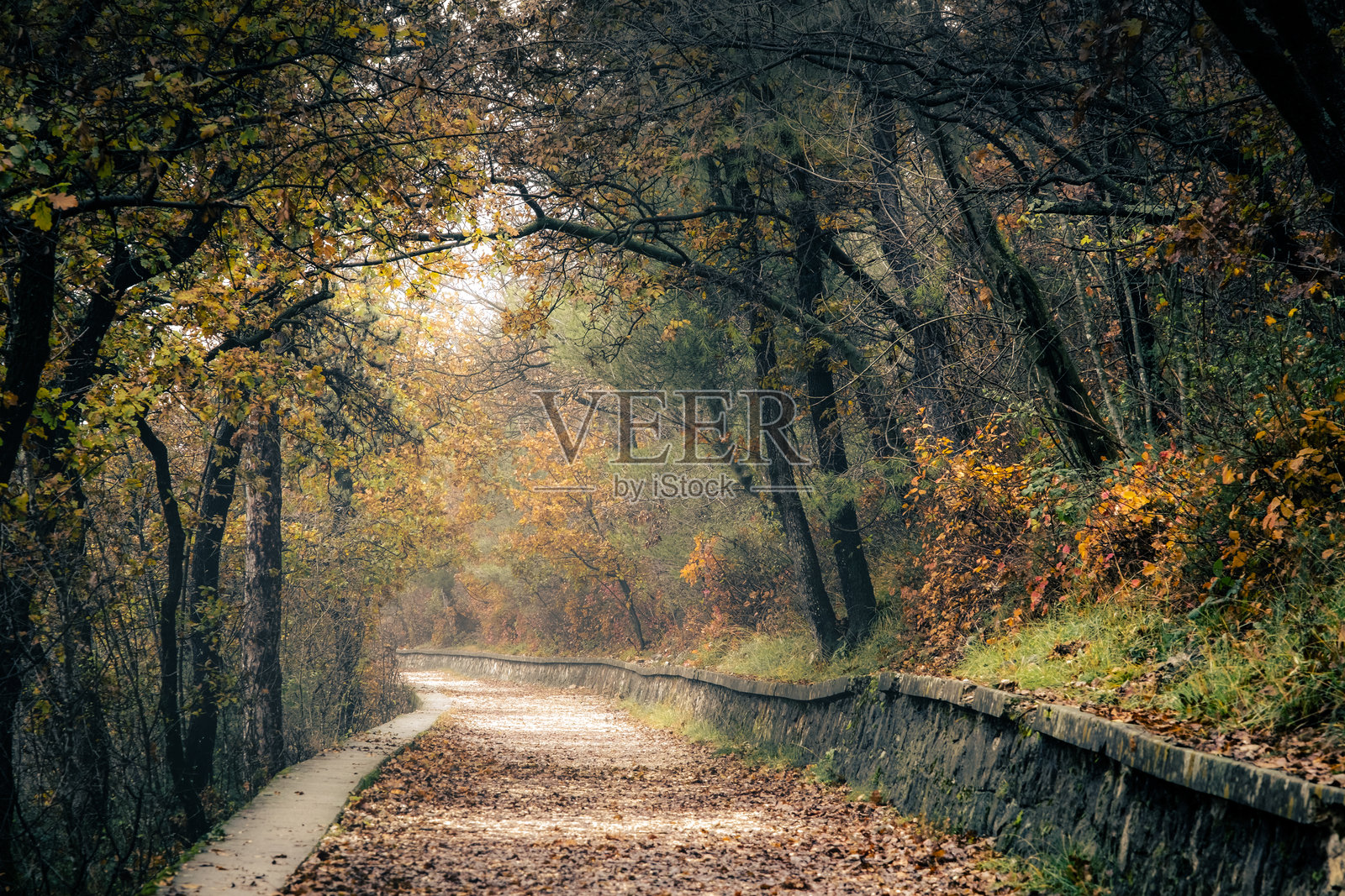 秋季,一条小路蜿蜒穿过森林。照片摄影图片