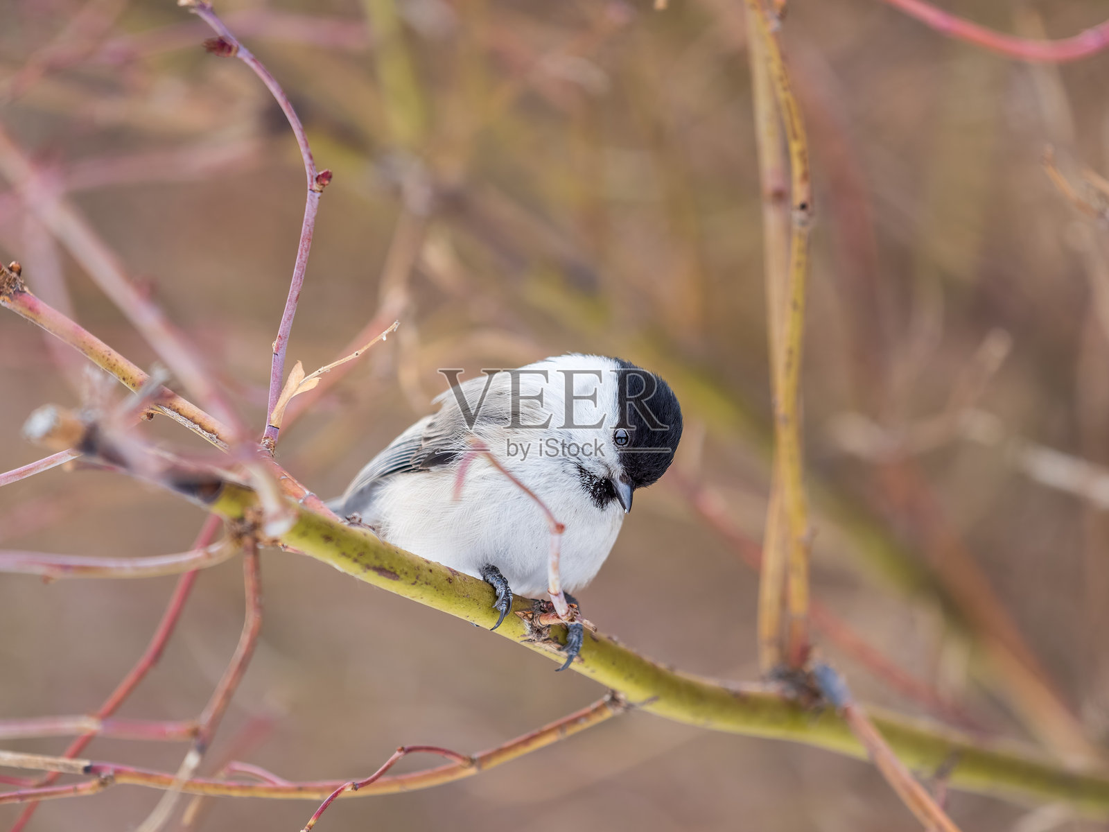 可爱的山雀,一只歌鸟,冬天停在光秃秃的树枝上。照片摄影图片
