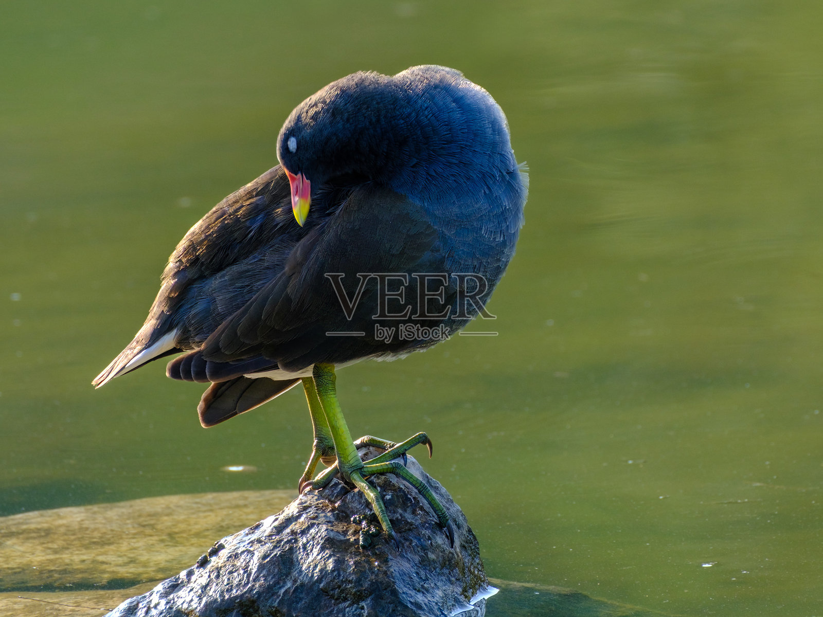 意大利米兰波尔泰洛公园的秋景,湖边的鸟儿照片摄影图片