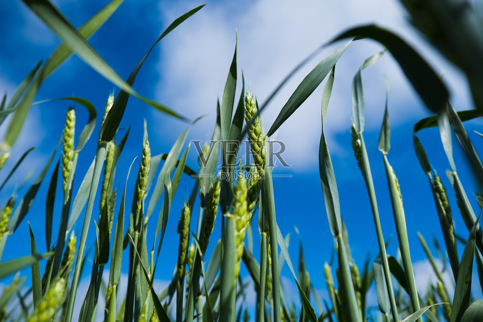 阳光明媚的夏日,绿色的麦田,玉米穗特写照片摄影图片