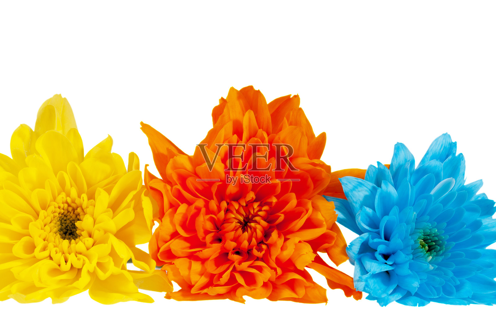 三朵色彩斑斓的秋季菊花,蓝色、黄色、橙色,孤立在白色背景上,特写照片摄影图片
