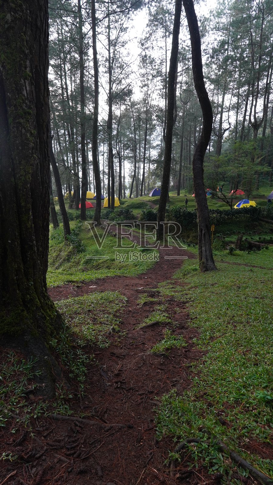 松谷的晨间宁静照片摄影图片