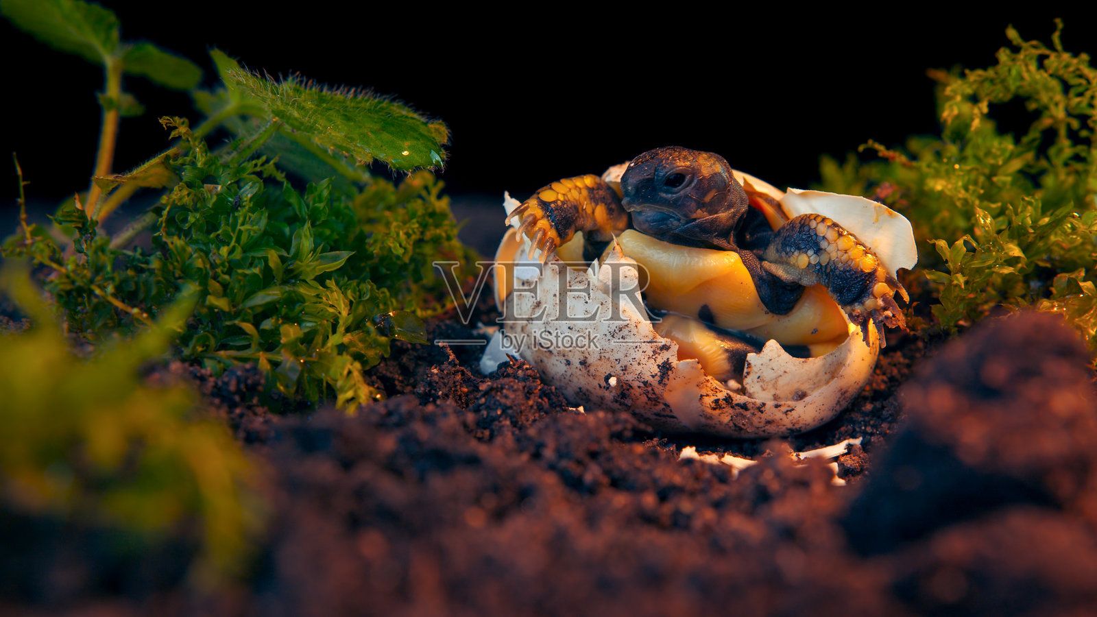 野生动物保护中心的孵化场内,一只小海龟正在接受监测,准备放归自然照片摄影图片