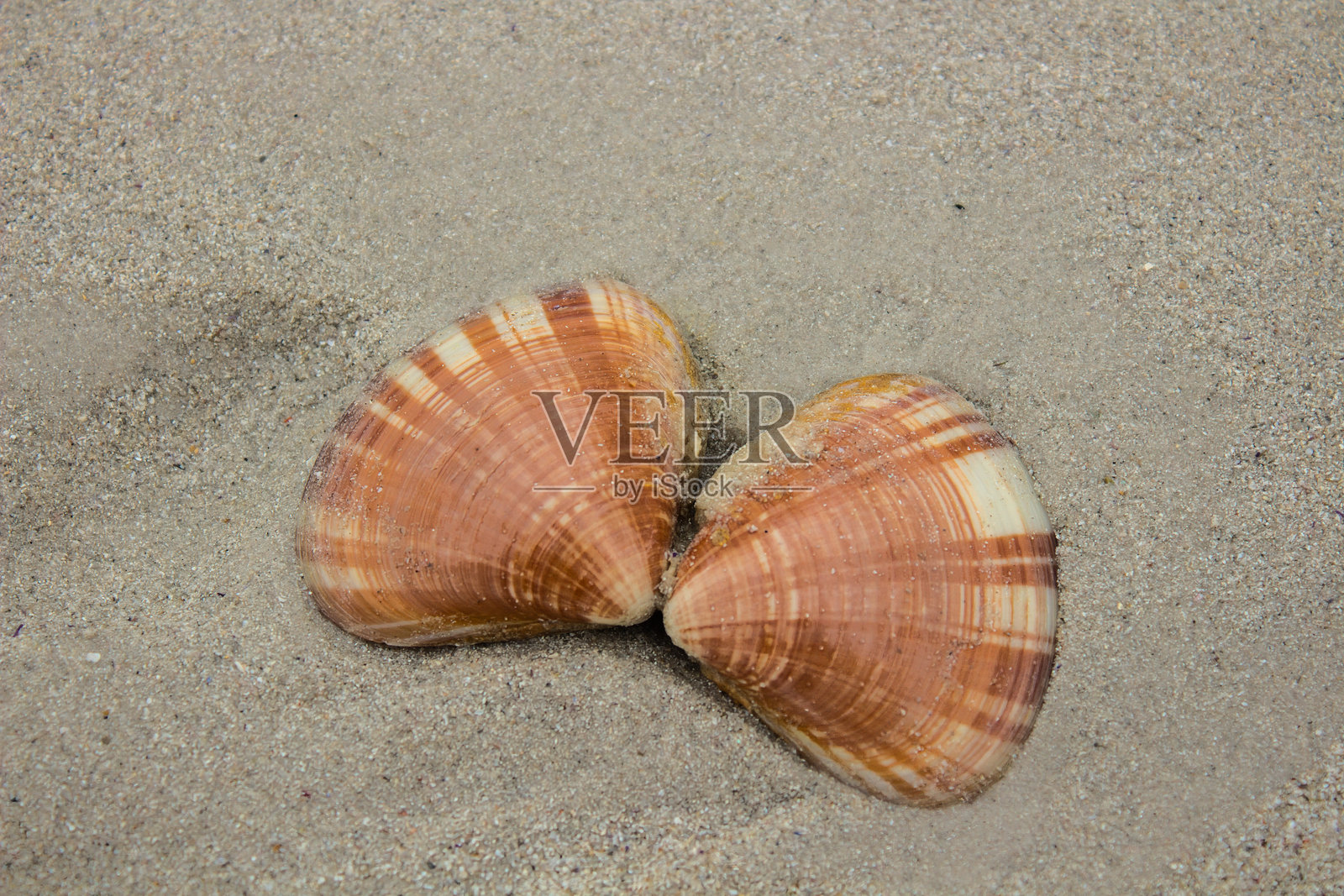 一对贝壳放在光滑的沙滩上,极简海岸细节照片摄影图片