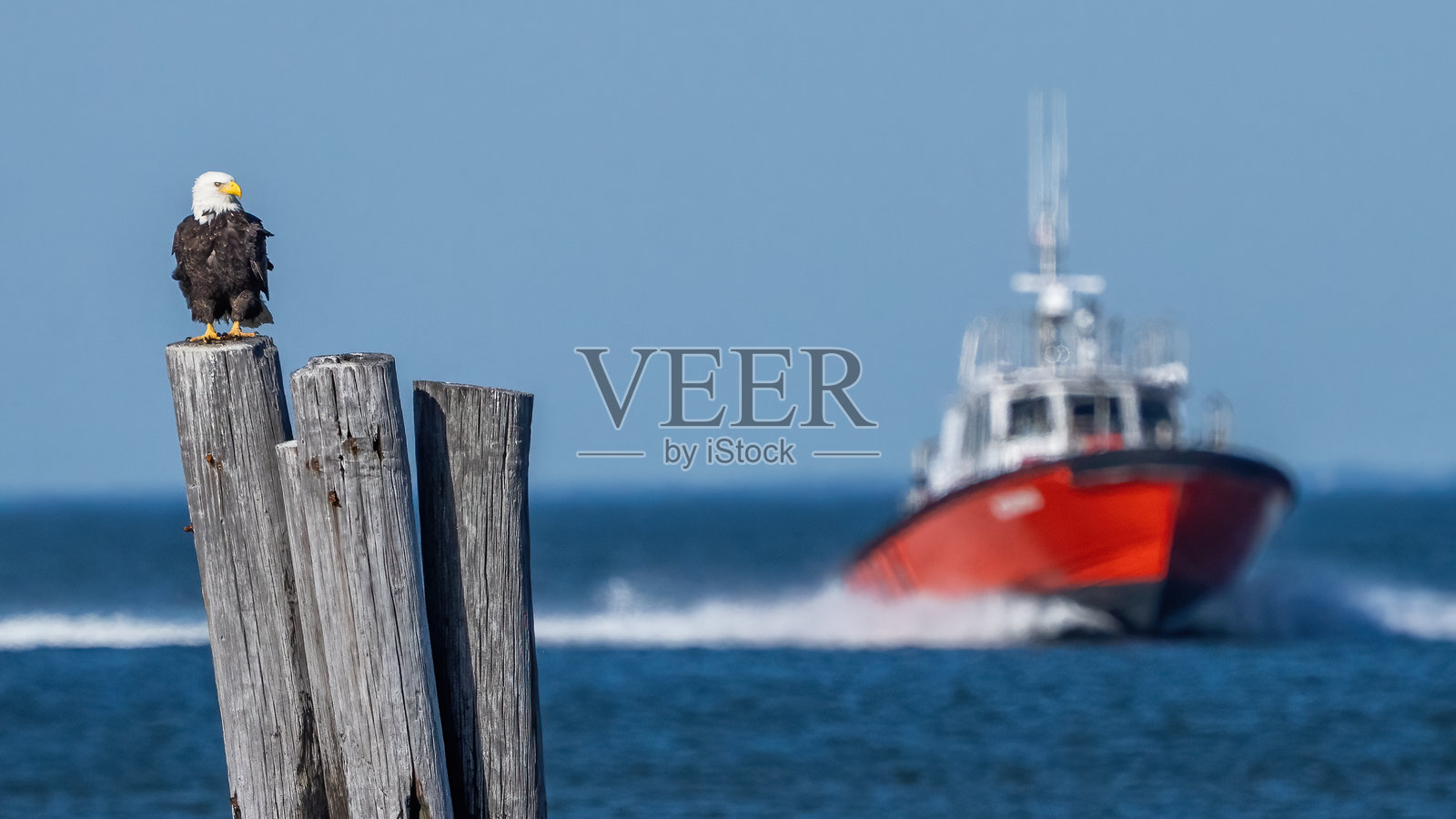 一只秃鹰栖息在弗吉尼亚海滩林海文入口的一根桩上,搜寻着下一顿美餐照片摄影图片