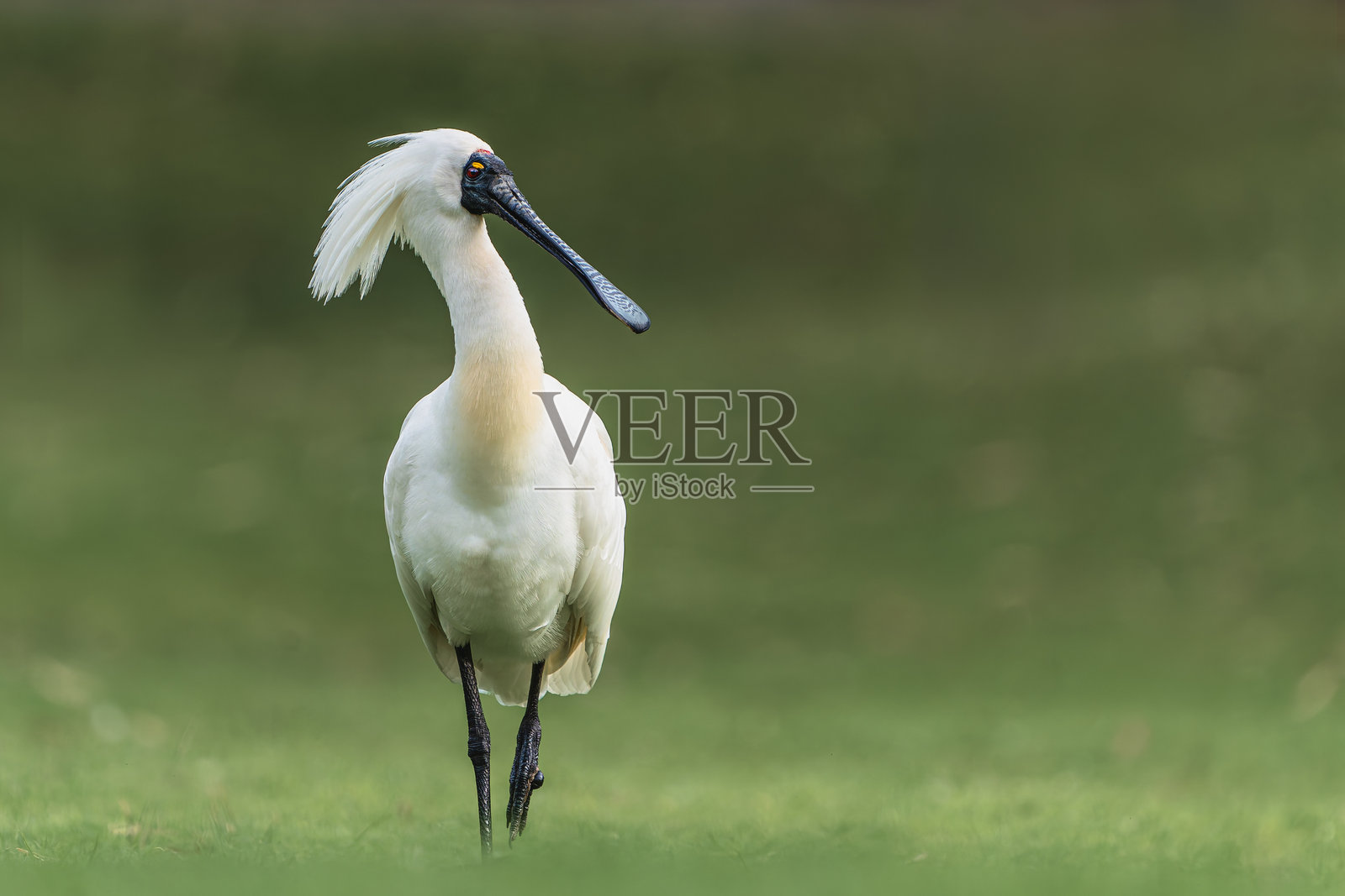 草原上的皇家琵鹭(Platalea regia)——澳大利亚湿地鸟类照片摄影图片