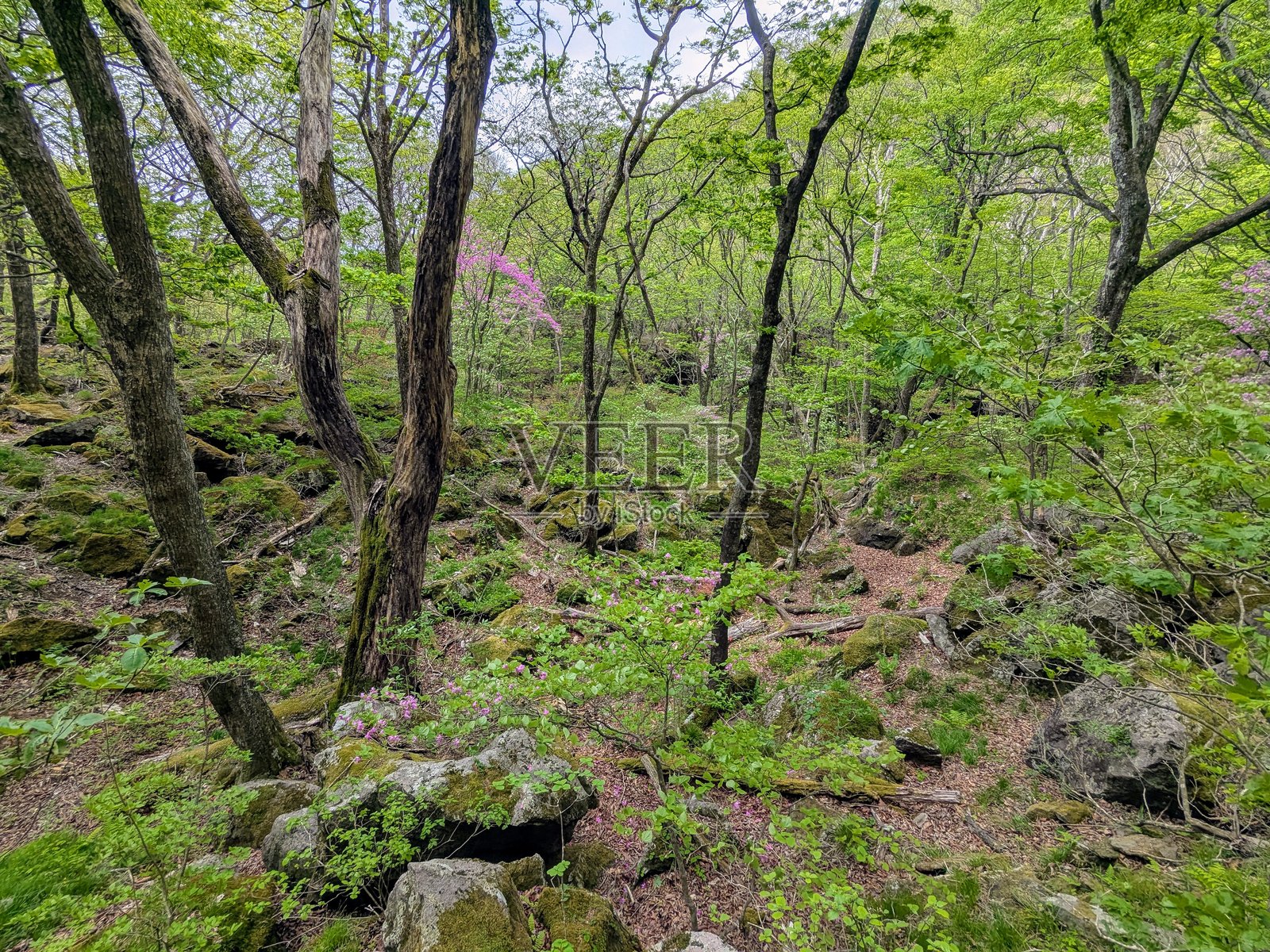 日本群马县涩川市二子岳(Mt. Futatsudake)五月盛开的杜鹃花在葱郁的绿意中绽放。照片摄影图片