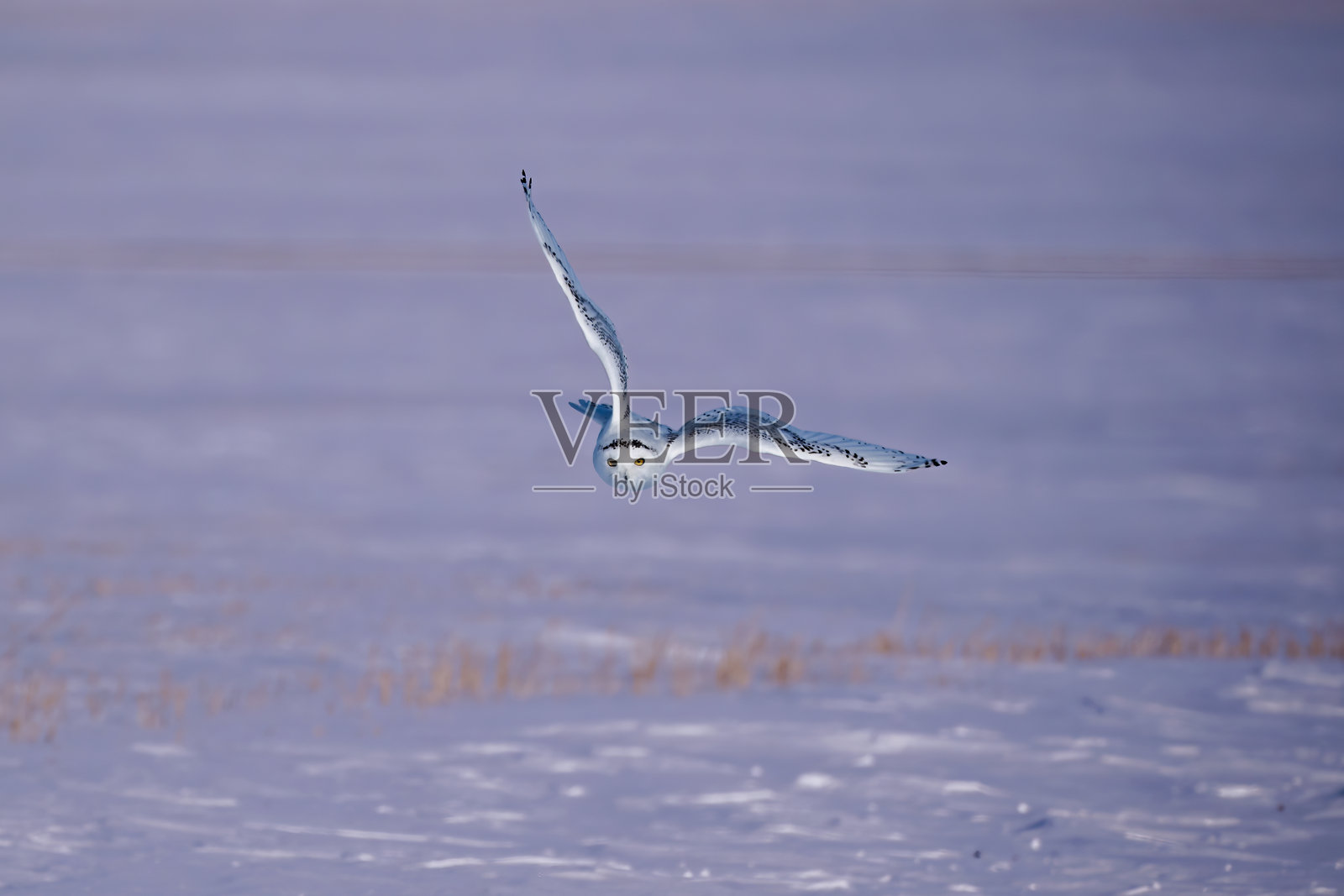 加拿大萨斯喀彻温省雪原上,一只年轻的雪鸮在日落时分飞行捕猎照片摄影图片