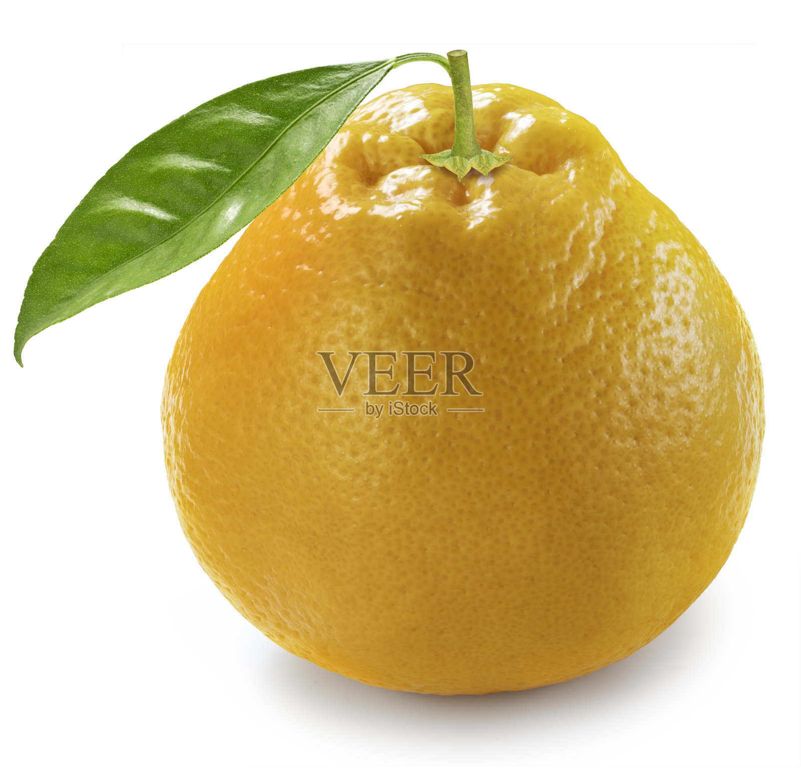 新鲜的不知火柑橘或丑橘,背景为白色,新鲜的橘子果实在白色背景上,带有抠图路径。照片摄影图片