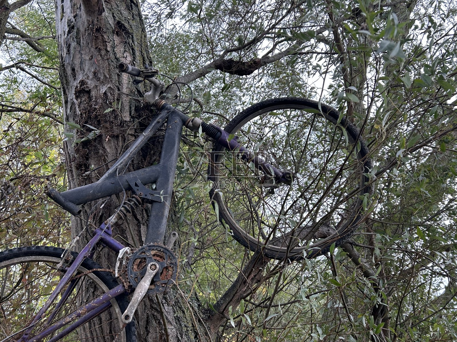 一辆生锈的山地自行车挂在一棵树上,背景是绿叶盎然的户外野外环境照片摄影图片