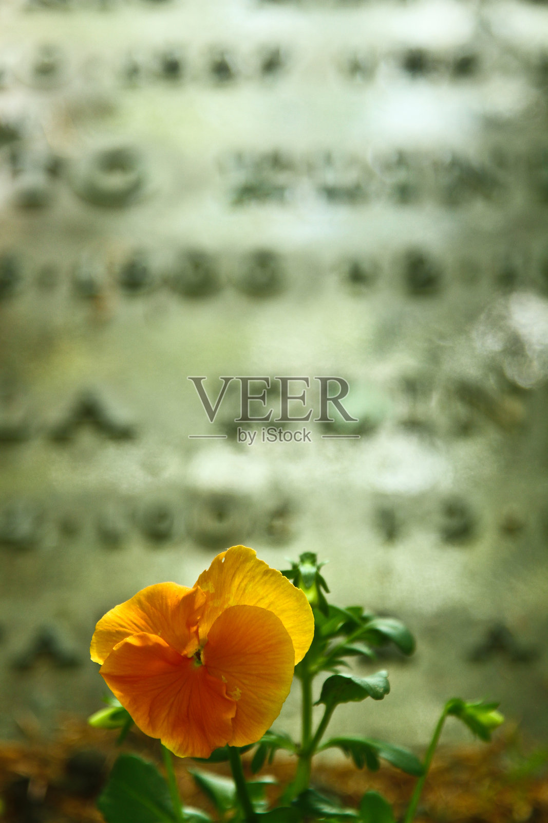 丹麦哥本哈根以北的Høsterkøb墓地照片摄影图片