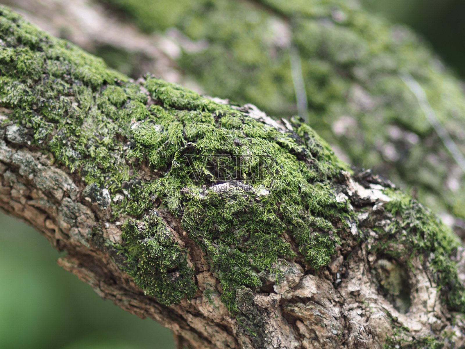 长满苔藓的森林树木,自然公园照片摄影图片