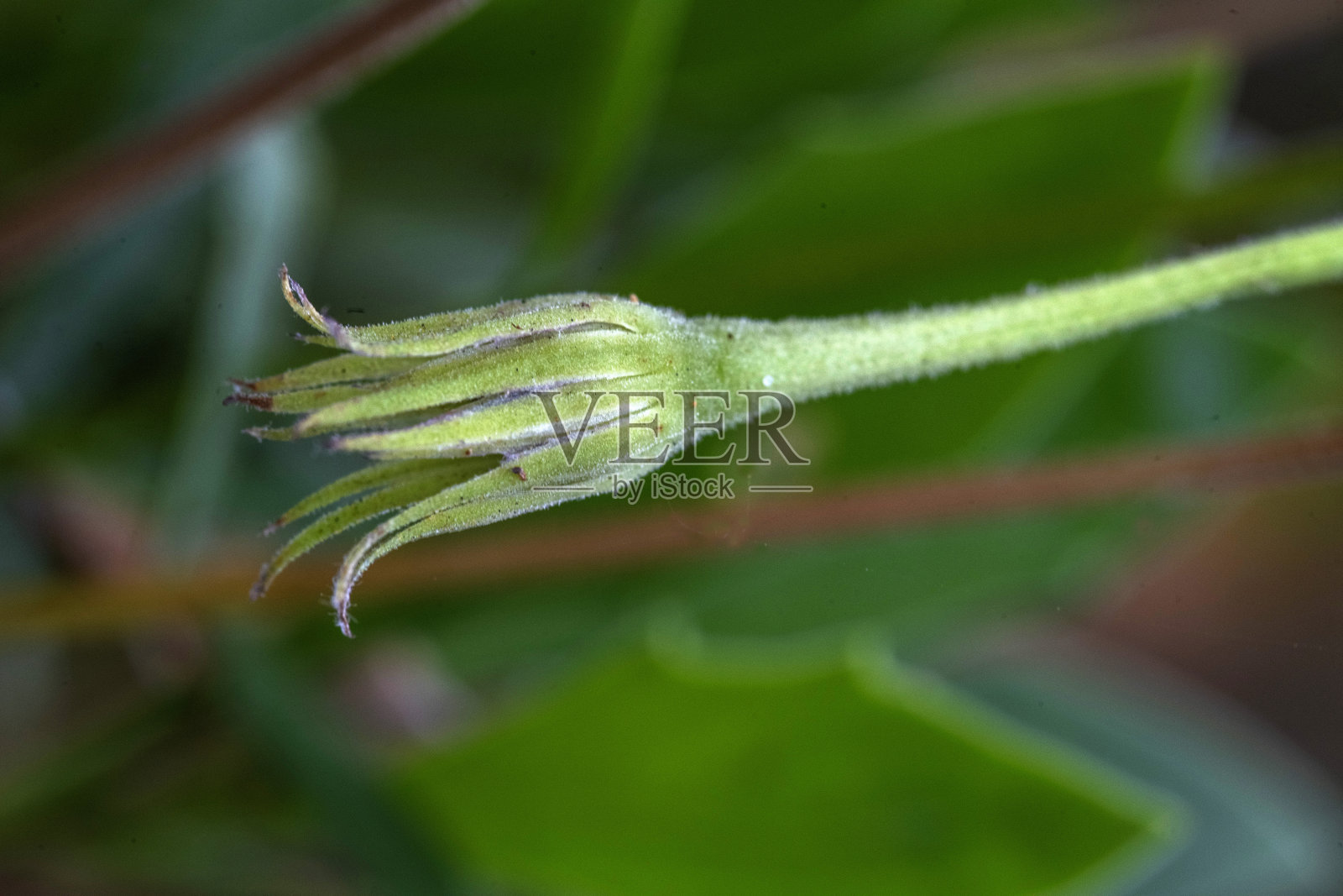 非洲雏菊闭合照片摄影图片