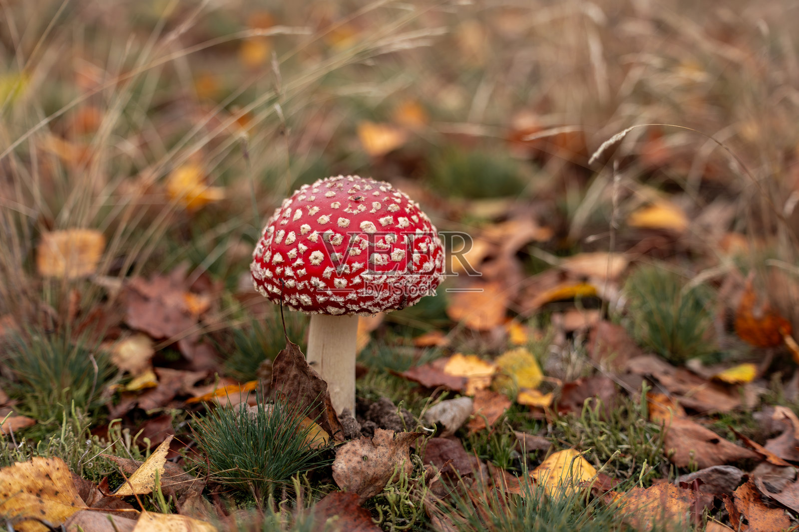 秋日森林中的毒蝇伞照片摄影图片