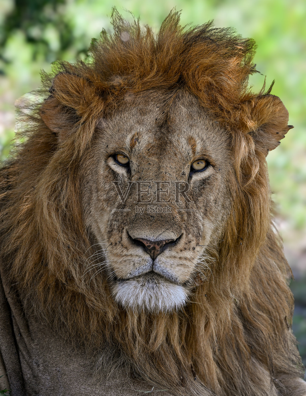 雄狮威风凛凛,直视镜头,背景是非洲草原照片摄影图片