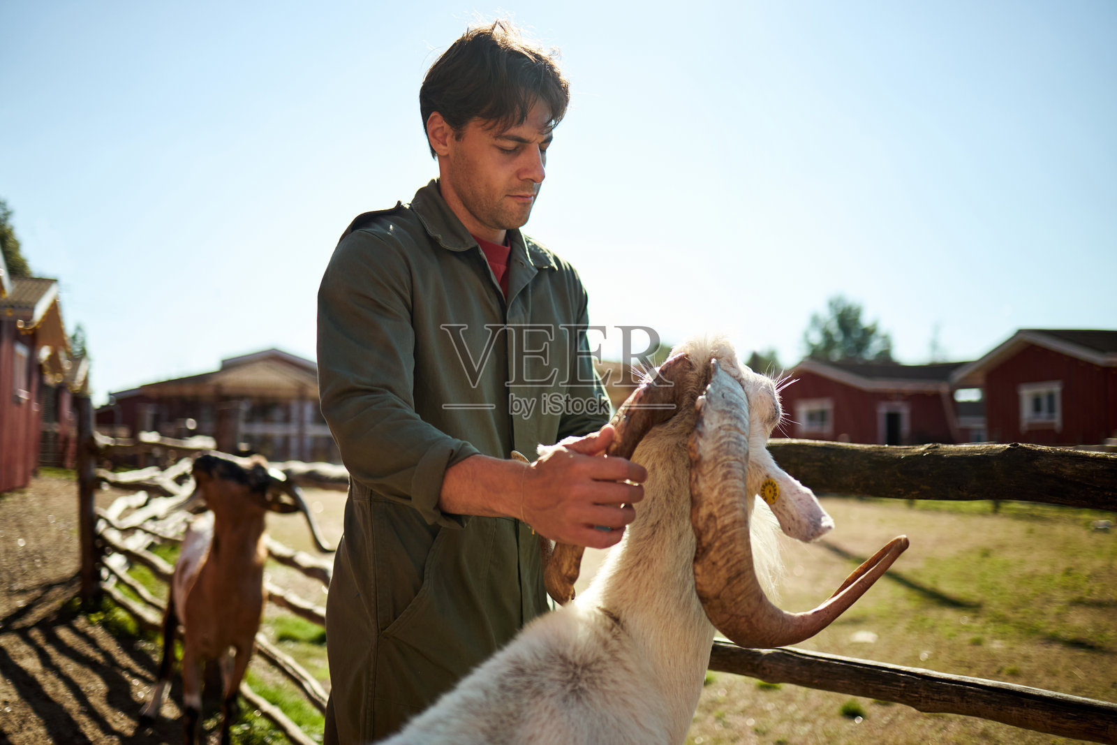 阳光明媚的农场里,一位年轻的白人男性正在户外喂山羊照片摄影图片