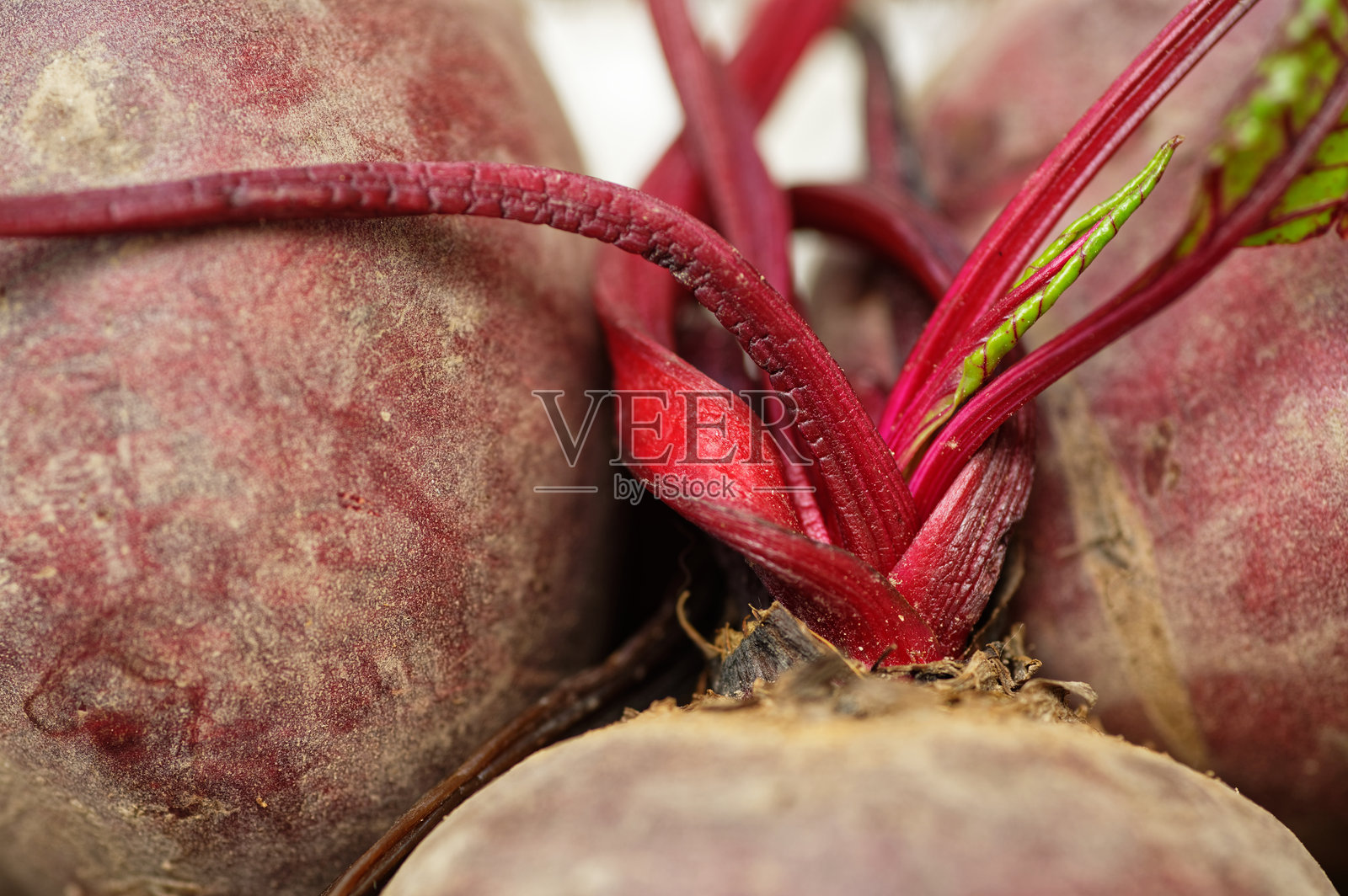 甜菜根,带有鲜红的茎照片摄影图片