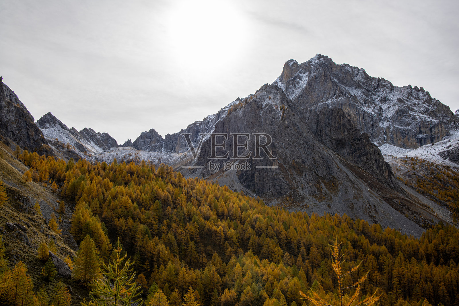秋天,色彩与落叶,初雪与金黄的落叶松照片摄影图片