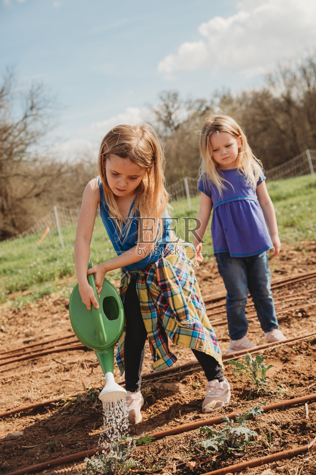 学龄儿童女孩在家庭农场做家务,在菜园里浇灌植物照片摄影图片