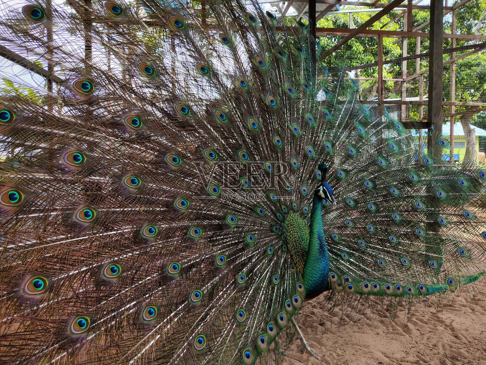 孔雀完全展开其尾羽照片摄影图片