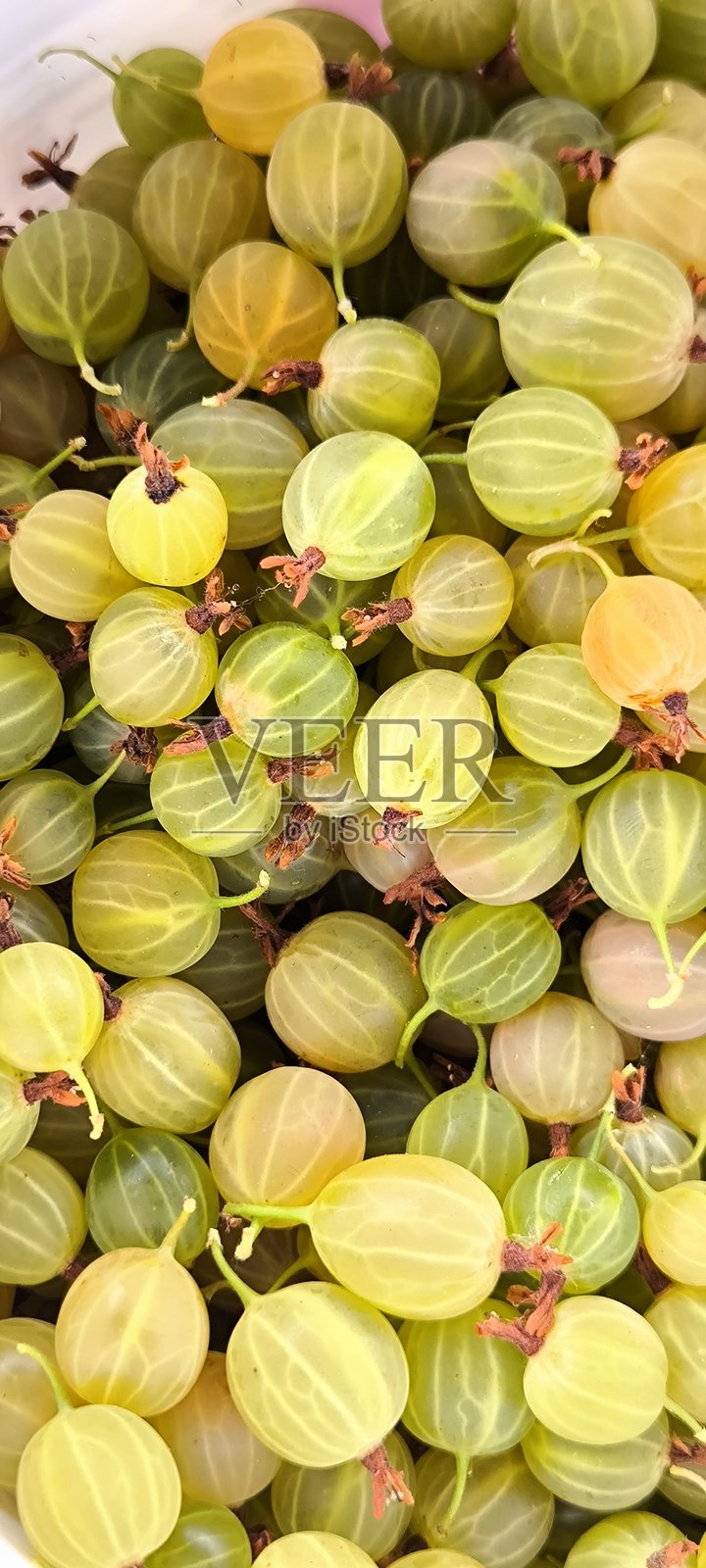 新鲜醋栗收获:夏季浆果,健康美味照片摄影图片