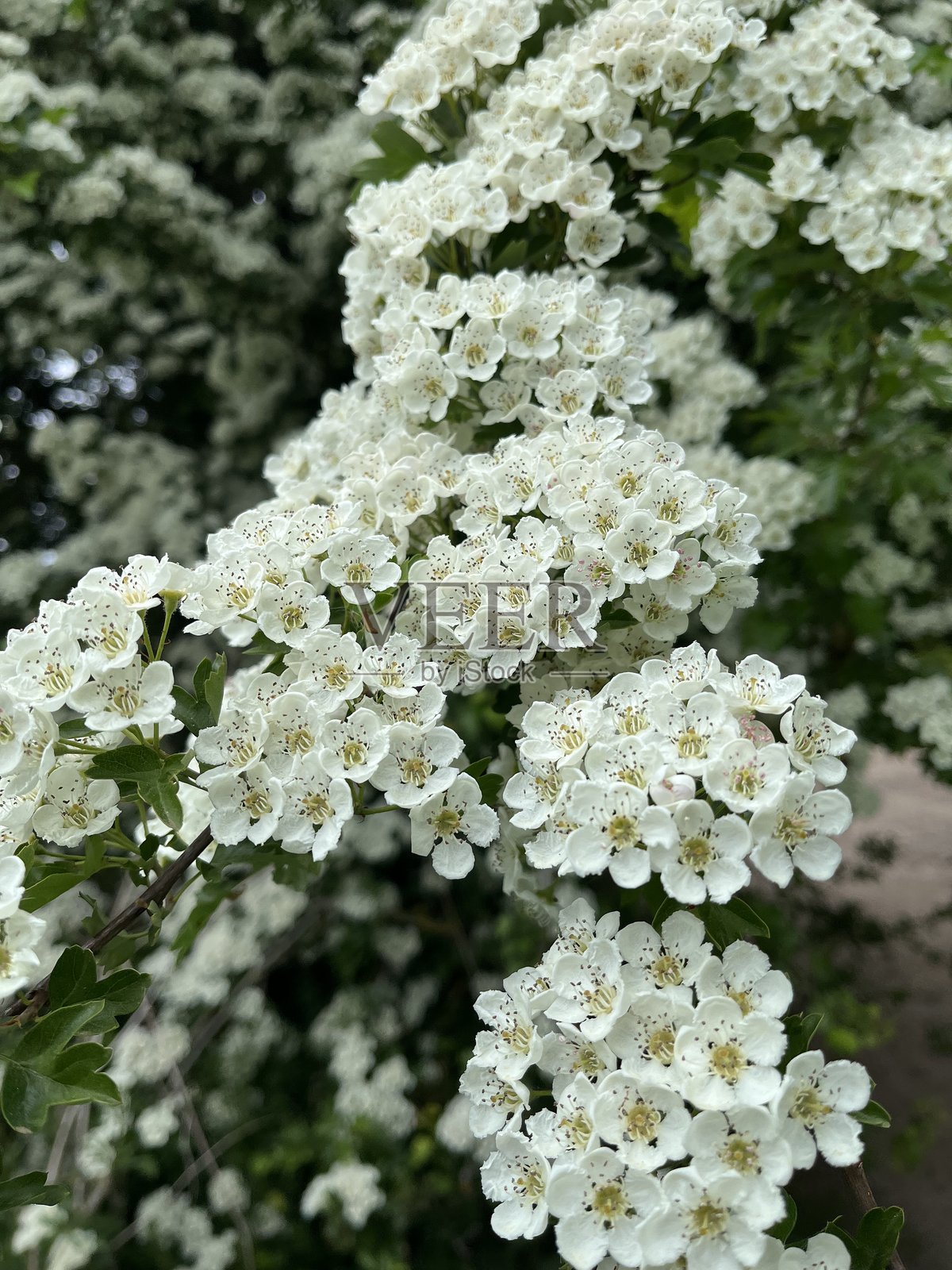 盛开的欧洲山楂(山楂,单籽山楂)。照片摄影图片