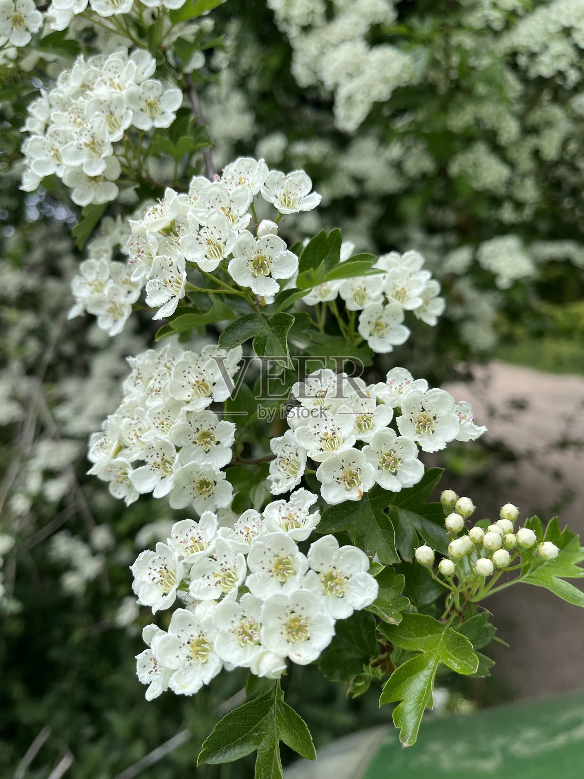 盛开的欧洲山楂(单籽山楂)照片摄影图片