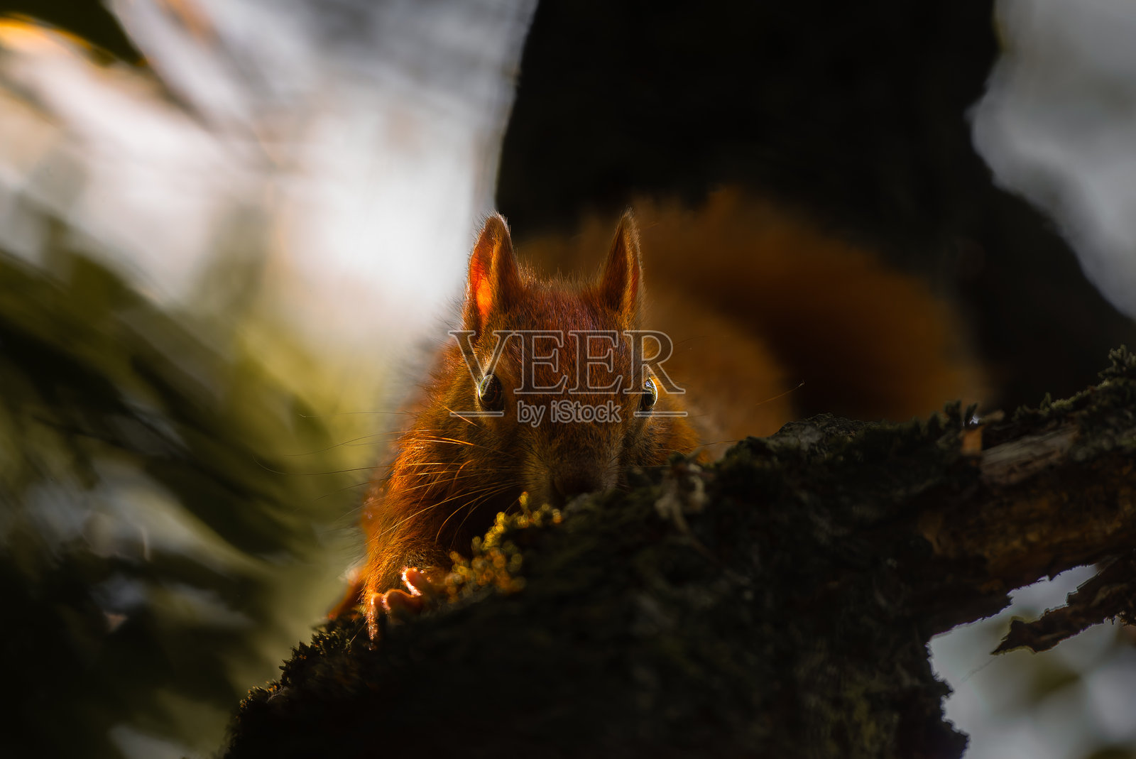 一只松鼠睁着大眼睛直视镜头照片摄影图片