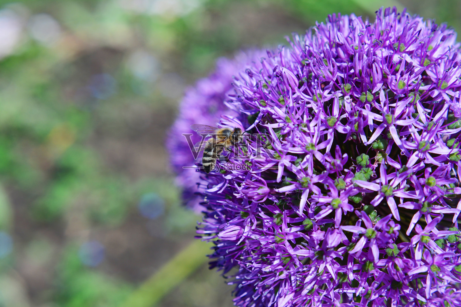 葱属照片摄影图片