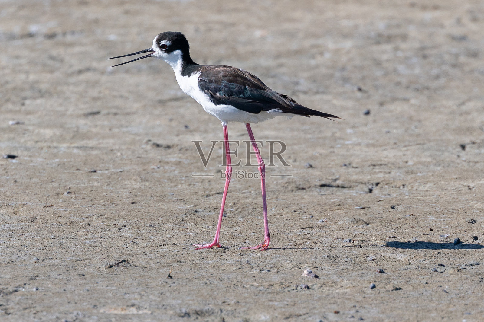 特写一只黑颈高跷鸻,摄于北加州湿地照片摄影图片