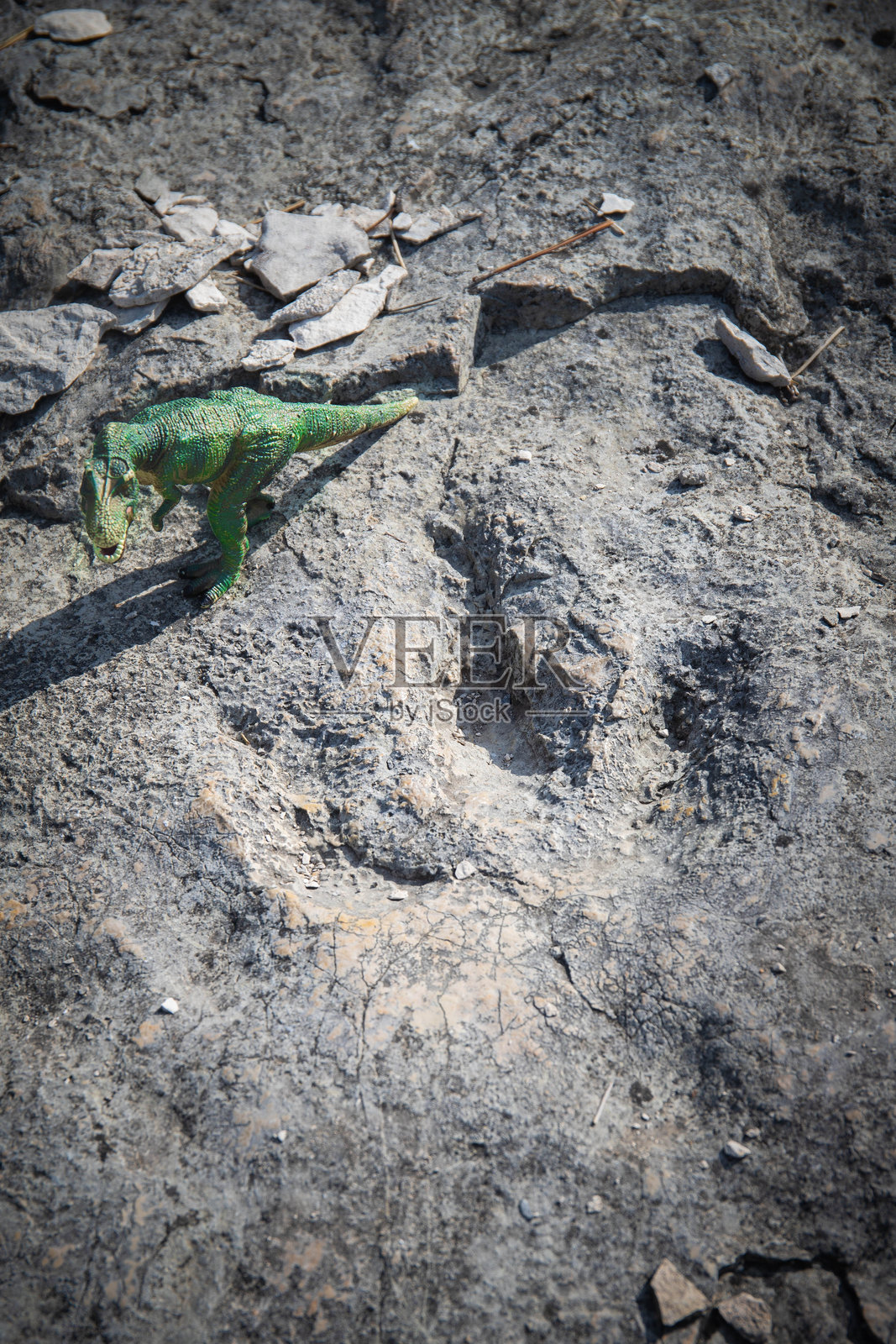 意大利罗韦雷托恐龙化石脚印遗址处,可见食肉恐龙的三趾脚印及霸王龙玩具。照片摄影图片