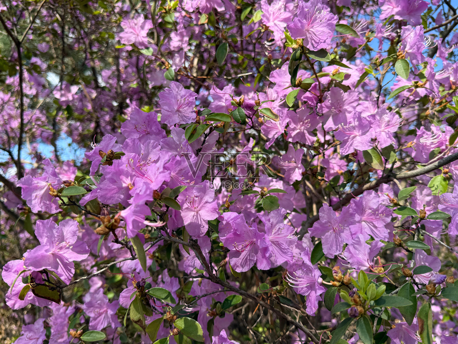 杜鹃花 柔粉色花朵照片摄影图片