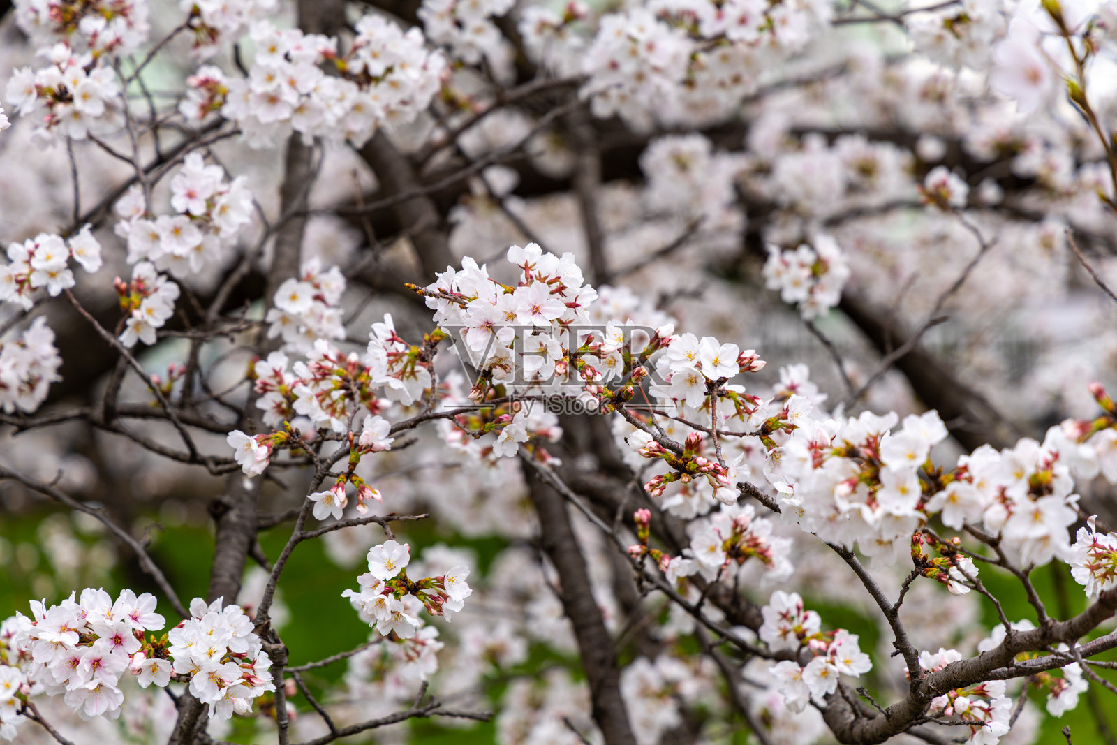 东本愿寺址公园的樱花树,清晨照片摄影图片