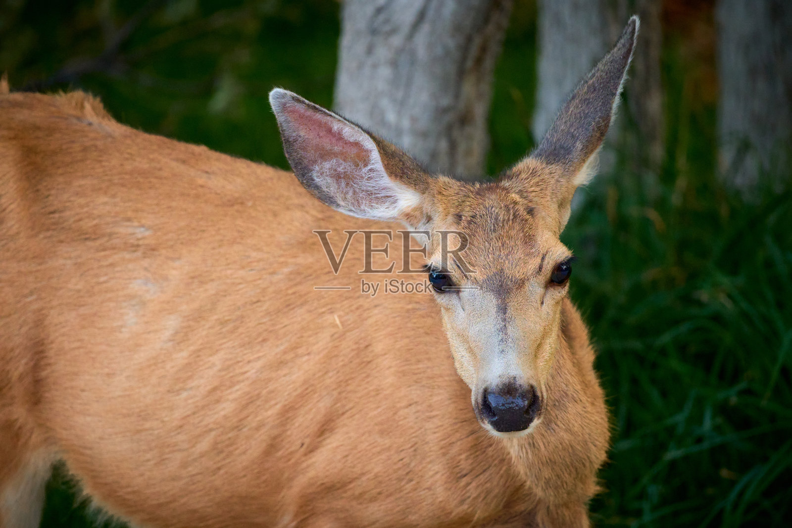 特写镜头,雌鹿的身体和头部照片摄影图片